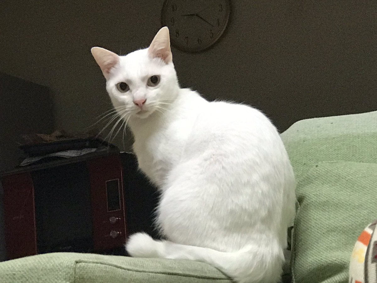 ねこかます 姉に麿白画像送りつけてたらお前よりマロさんの方が家の主感がすごいと言われた 姉すら さん 付けである