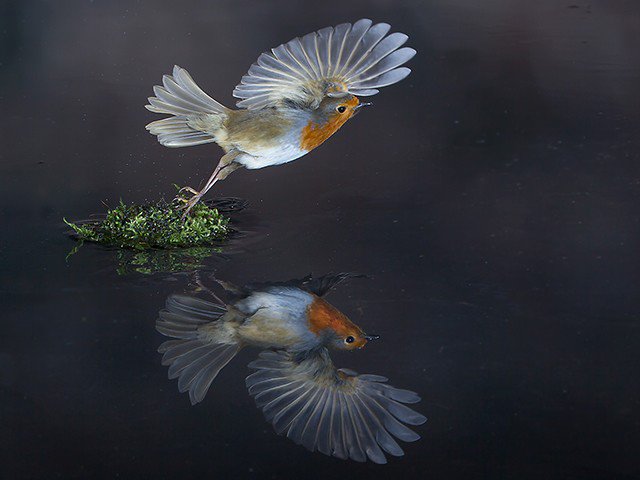 Two superb Photo of the Week winners over Christmas; here's the first - Roy Rimmer's Robin!
More at birdguides.com/webzine/articl…
