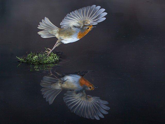 Two superb Photo of the Week winners over Christmas; here's the first - Roy Rimmer's Robin! More at birdguides.com/webzine/articl…