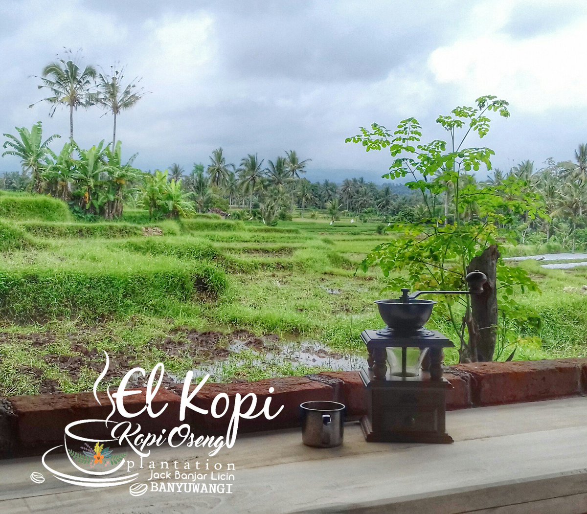 Nuansa Ngopi di kebun kopi  KOPI OSENG PLANTATION el Kopi Robusta Locak kopi banyuwangi #jack #banjar #licin #BWI