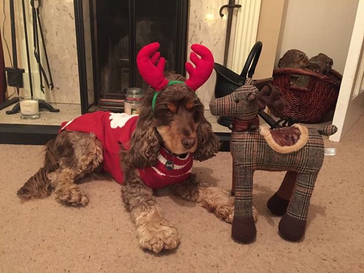 FillYourPaws's tweet image. Hope everyone had a good Christmas! :D #backtowork #Christmas #WorkWorkWork