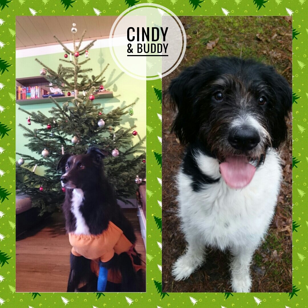 SmartVet_'s tweet photo. Border Collie Dame Cindy musste notoperiert werden und bekam danach eine Blutspende von Buddy! #Blutspende #Bluttransfusionen https://t.co/69whnWyJAk