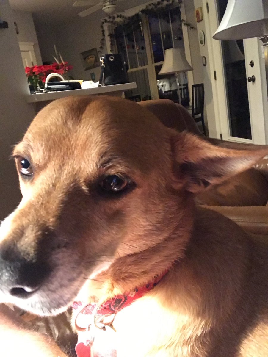 PerryHebard's tweet image. 