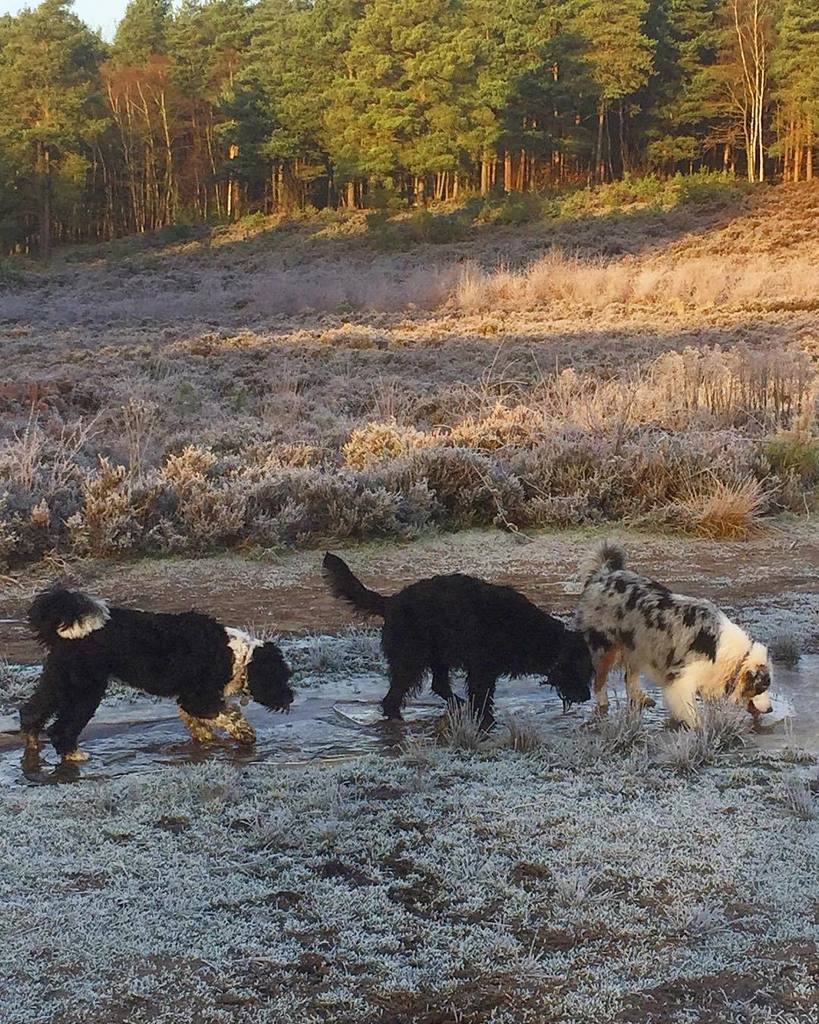 popoochportrait's tweet photo. What to do with this ice ..... We'll think of something ..... #popoochportraits #dogs #dog… https://t.co/3gu1qonKX9 https://t.co/co4Y5gl2rn