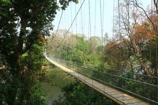 wanderlustkera's tweet photo. #Cannoliplot #Kerala #Malappuram #Nilambur #HangBridge #Teakforest https://t.co/iCKhZQKMK2