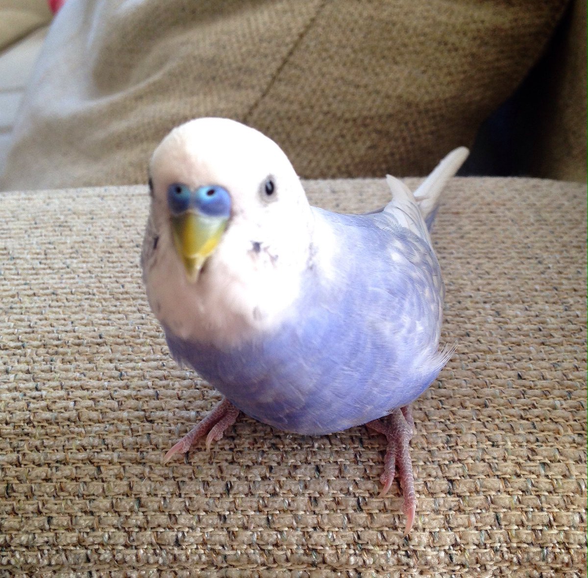 mosattomossa's tweet photo. 町田市でインコを逃してしまいました。相模原市、横浜市、多摩市、八王子市、日野市、座間市、大和市、狛江市などにいっている可能性もあります。どんな些細な情報でも良いのでご連絡ください。 https://t.co/rlWVrTuC6I