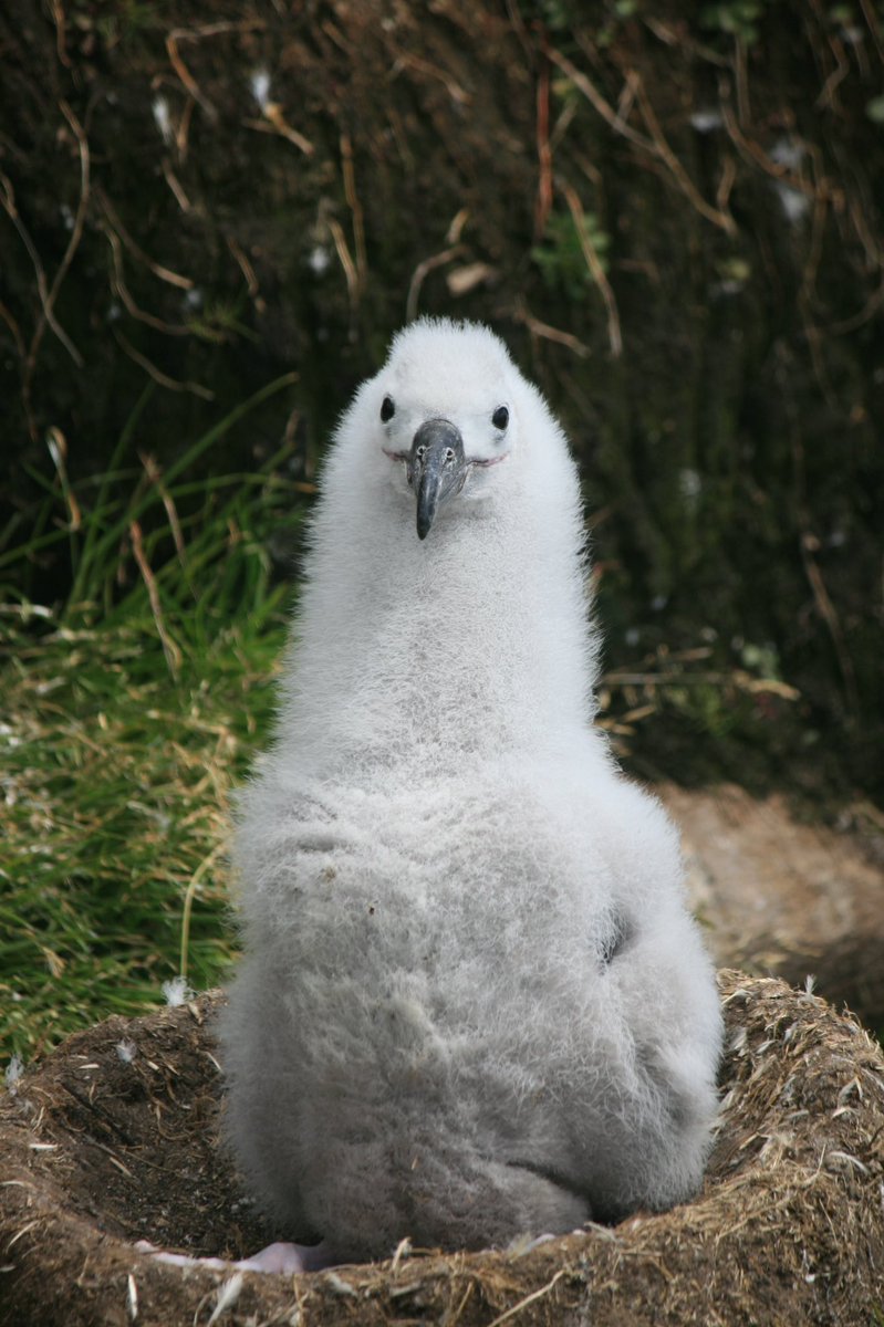 LLydsmo's tweet photo. It's #wildlifeWednesday an infectious smile from a happy Albatross chick https://t.co/uHl8u9hHB1