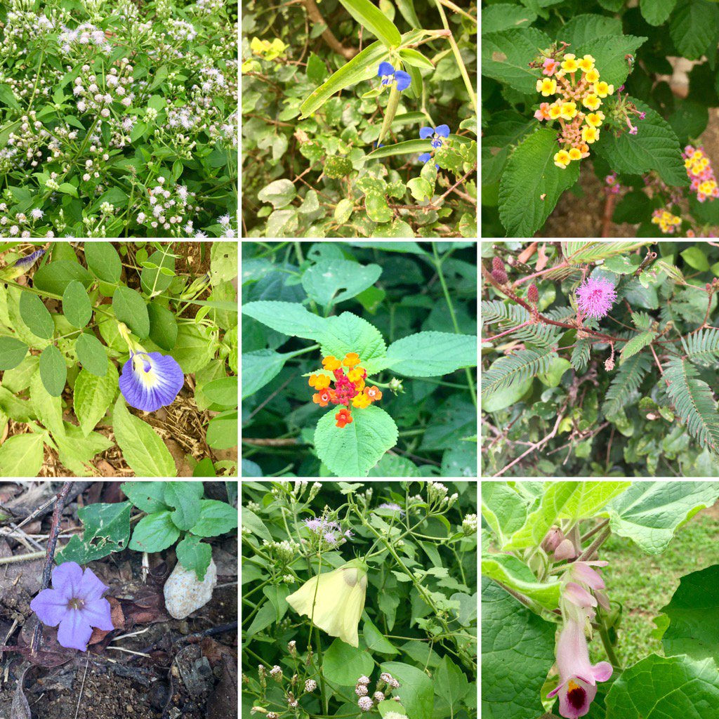 Leopard_Safaris's tweet photo. The recent rain showers have turned everything lush and green, letting us appreciate the beauty of the #smallthings https://t.co/MEuTxjFzPy