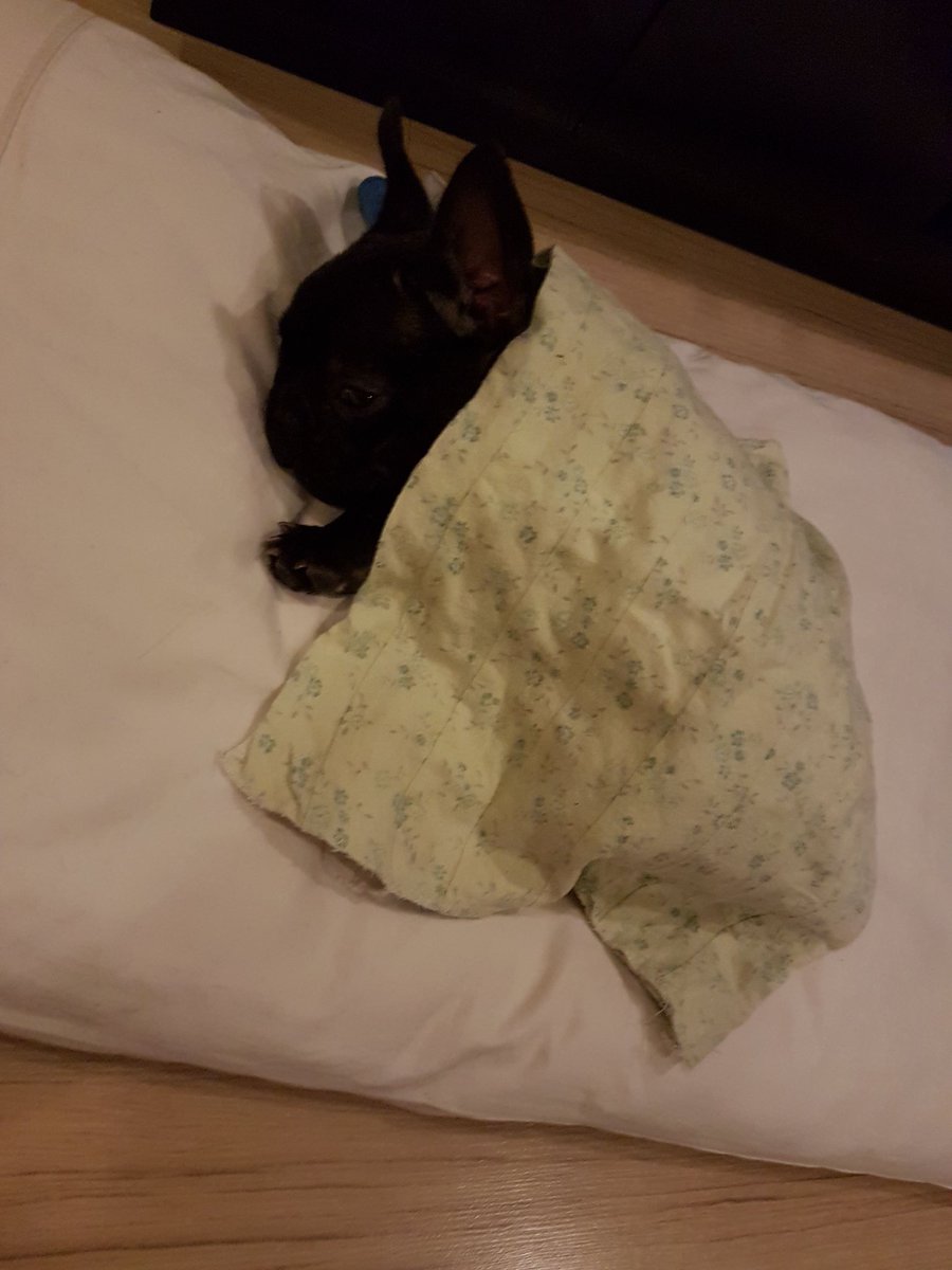 firstAid_Kit_'s tweet image. cutest lil burrito