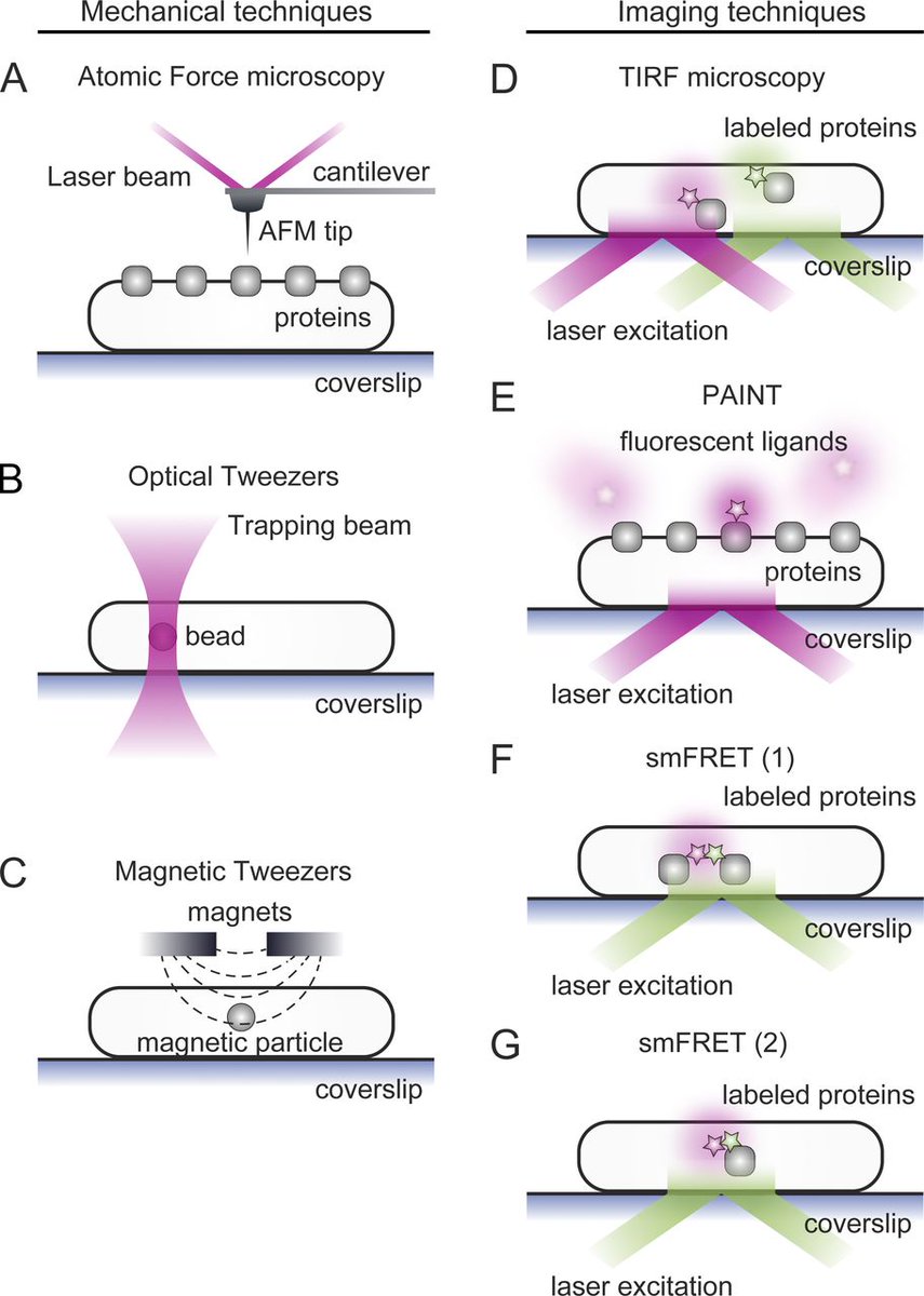 JCellBiol's tweet photo. Watching cellular machinery in action, one molecule at a time—a review https://t.co/QoOEdip3gQ https://t.co/9jT8hly36Q