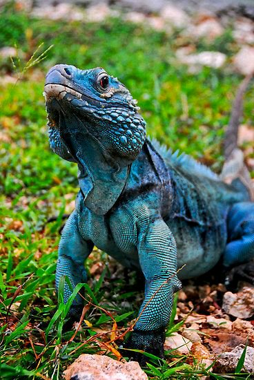 টুইটারে dodi oktarino,SH,Mkn: "Iguana adalah sejenis kadal yang hidup di  daerah tropis di Amerika Tengah, Amerika Selatan, dan Karibia.… "