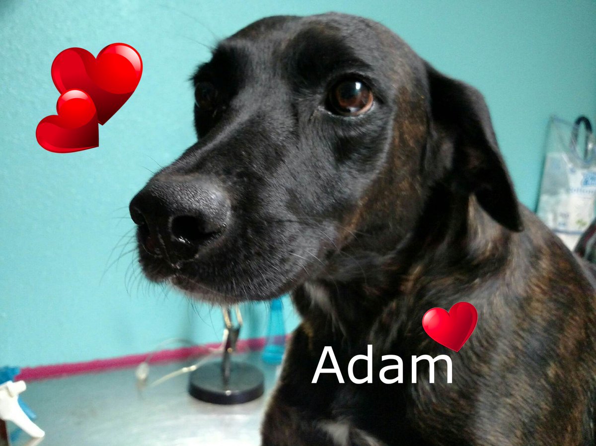 DDAF_org's tweet photo. Adam with our friends @hearthelp1 is receiving treatment for Heartworm and once treated will be ready for a home. https://t.co/Bfc8XsmGkf