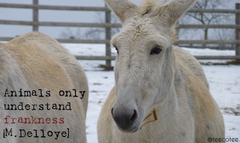 teecotee's tweet image. #Animals only understand #frankness.Be honest with them.Stop #animalcruelty  #AnimalRights #farm365 #donkeys