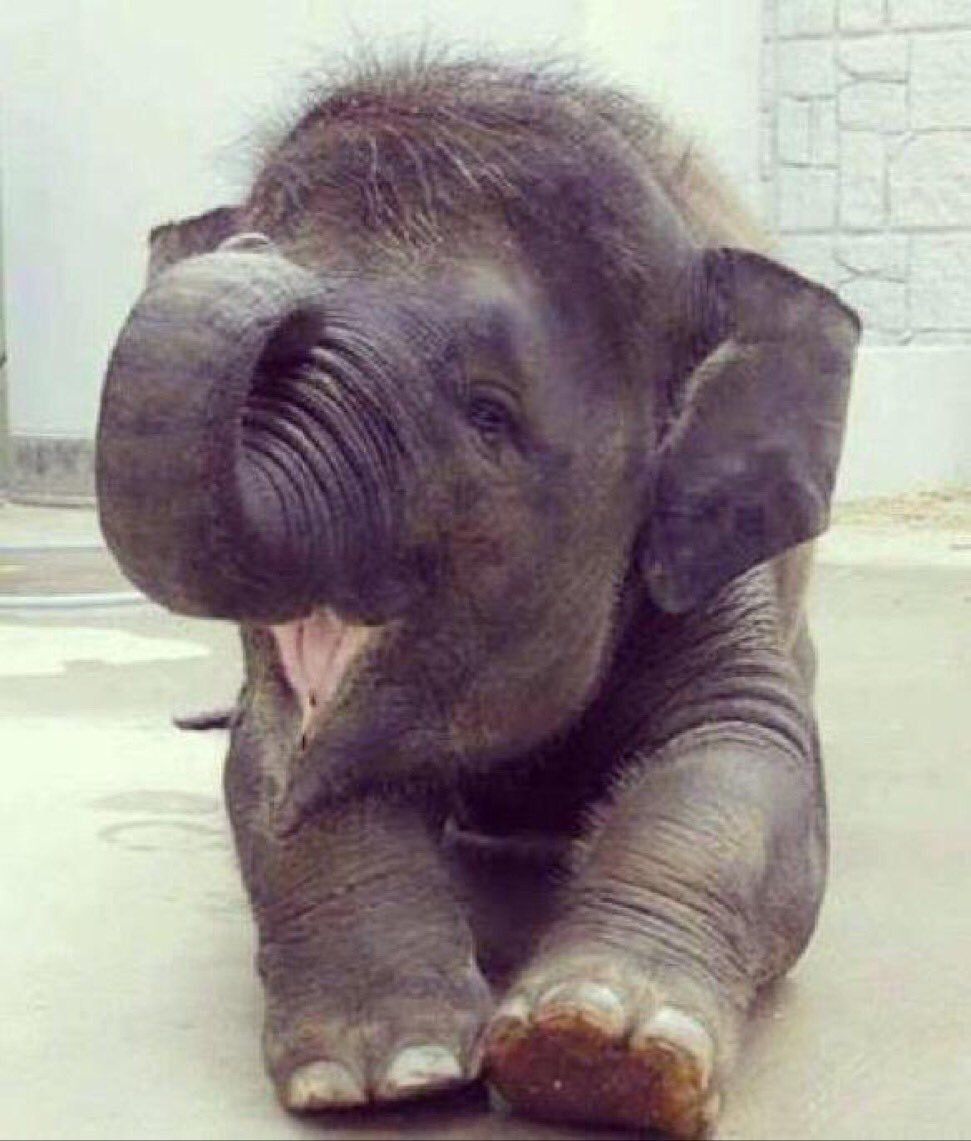 shopivoryella's tweet photo. Incase you're having a bad day here are some baby elephants being cute ☺️🐘 https://t.co/6nd3qTsPWO