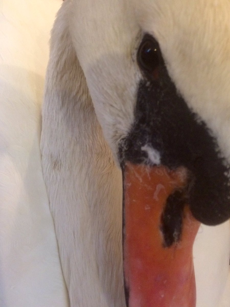 FuturePeptides's tweet photo. #Flexible as a swan's neck? You can be! Get the #nourishment to strengthen your #core #muscles, https://t.co/fhzr1tKoAF #yoga #gymnastics ๐๐ฅ https://t.co/e2M8s1I7jY
