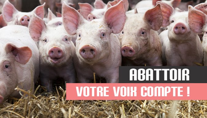 30millionsdamis's tweet photo. On veut nous la refuser ? Exigez de votre député la #vidéosurveillance dans les #abattoirs ! 👉🏼 https://t.co/ZUnjeIXWwn https://t.co/xIjP8frUVU