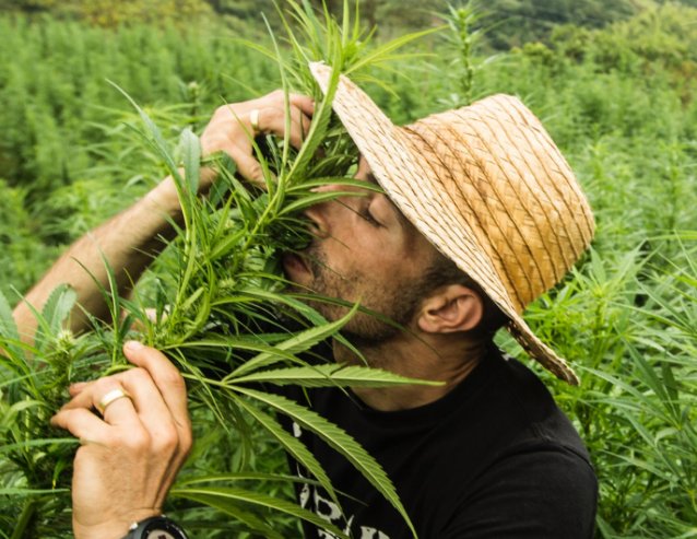 weedseeking tweet picture