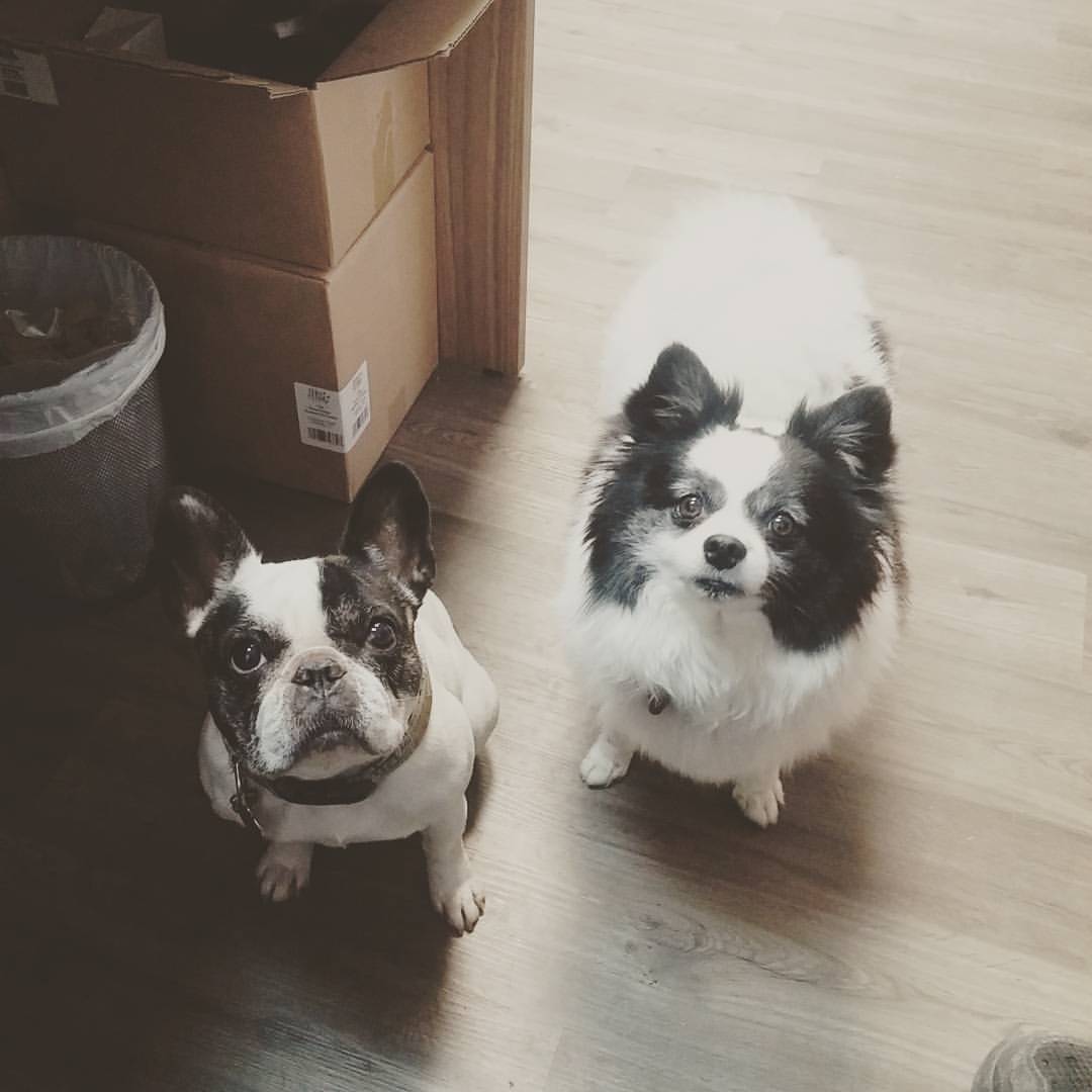 Lucy &amp; Diablo
Dogs of This And That Canine Co