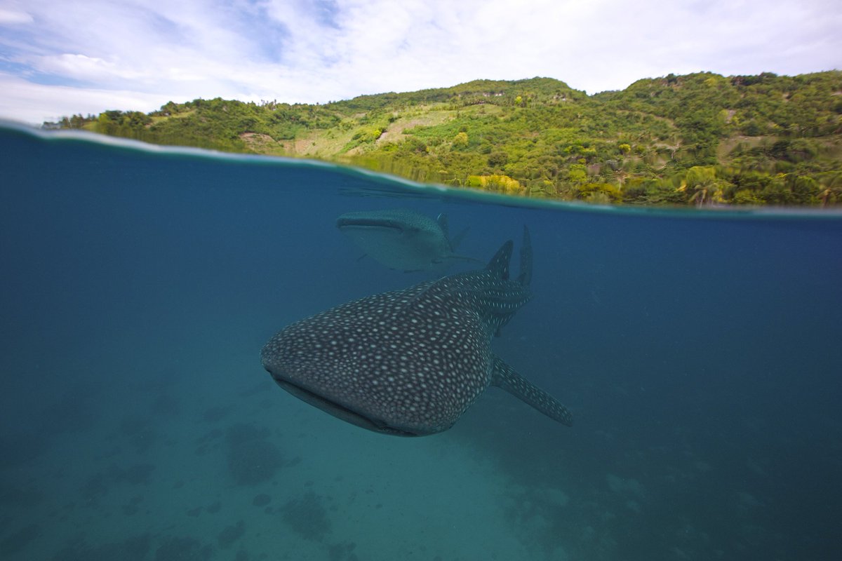 PeggytheShark tweet picture