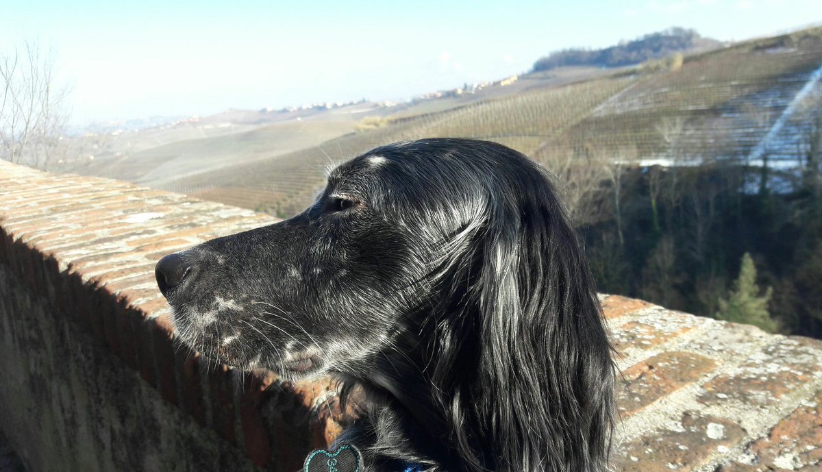 TelliniMassim's tweet photo. #Barolo, Gennaio 2017
@BlueInLoveWLife con il suo papi, alla scoperta delle #Langhe 🐾🐾💙 
Buon Anno!! 🎉 @FataAmicisetter @BauLoft @fra_mut_ https://t.co/fKuDchGZeN
