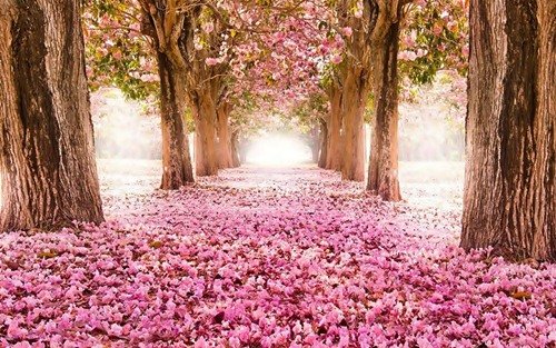 SusanneLeist's tweet photo. A road in Oasis, Florida.
A bright &amp; sunny road.
Shedding pink petals.
Until the night.
🌺THE DEAD GAME🌺
https://t.co/A2kdBxfS9i
#T4US #CR4U https://t.co/BSCo3yFKWe