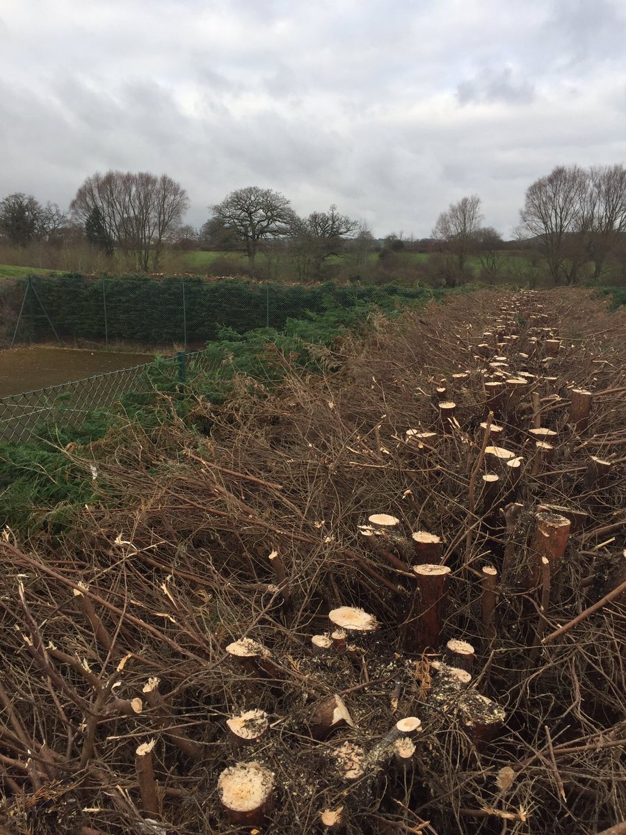 treecareMGS's tweet image. Hedge reduction in the vale of pewsey...