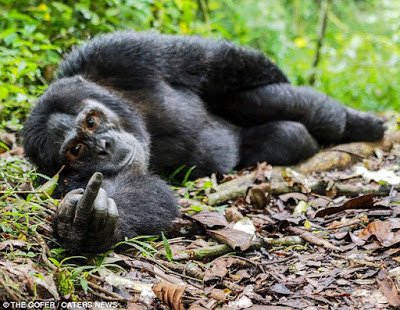 This is me when I'm pissed off about what's going on in the world but I'm too lazy to get up and make a difference.