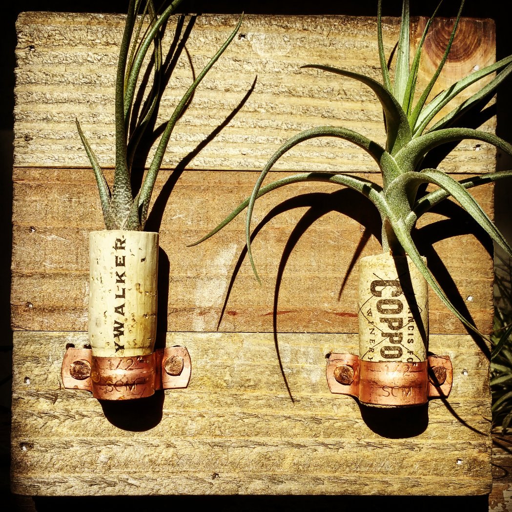 SWFanDad's tweet photo. If only Steven Spielberg bottled is own wine my custom made planter would be complete! @coppolawine @starwars  #skywalkervinyards #airplant https://t.co/luO9TQ417w