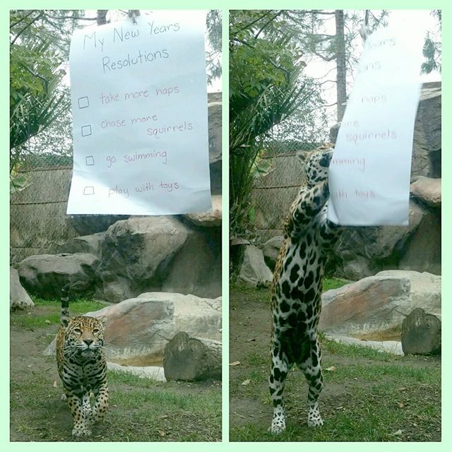 HHPZoo's tweet photo. Ready to tackle those New Year's resolutions? Happy New Year! #HHPZ #hhpzed #Jaguar #NewYearsResolutions 📷: @happyholloweducation https://t.co/gZPTnO3Y3A
