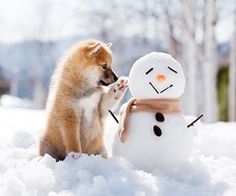 CrossPeak's tweet image. Who wants to build a snowman? #lifewithdogs #dogsofwinter