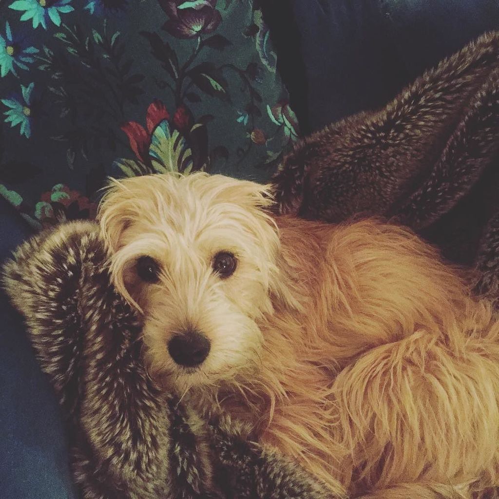 Ottoman_st's tweet photo. Our little man Piglet cozying up to his favourite @houseofhackney cushion #cushions #inter… https://t.co/FLdf1kxnNx https://t.co/THi2tONvjw