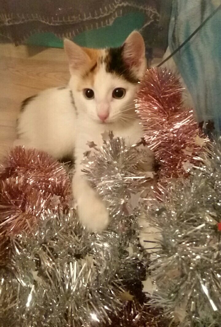 shinyceIebi's tweet photo. Hello twitter look at my munchkin https://t.co/pF51imUPwi