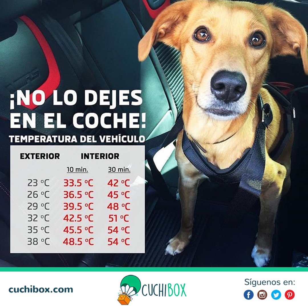 cuchibox's tweet photo. En este verano no dejes a tu mascota en el coche esta comprobado que es mortal #cuchibox https://t.co/NFY1okssU3