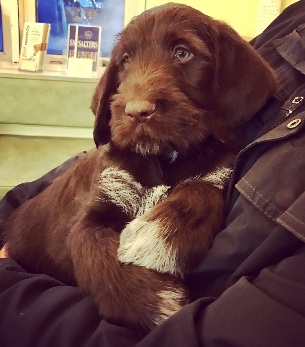 wendholden's tweet photo. 6.25 kilos at 8 weeks. We're heading for a bruiser! #newpup #bestbehaved #muchbeloved https://t.co/ubcumMBtnz