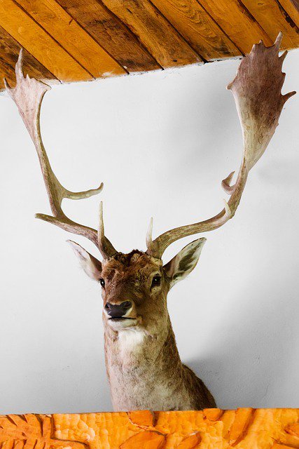 Stay "weird" folks (Tip #5)! Although I'm not sure about the mounted deer head...
onforb.es/1Kj0VPn