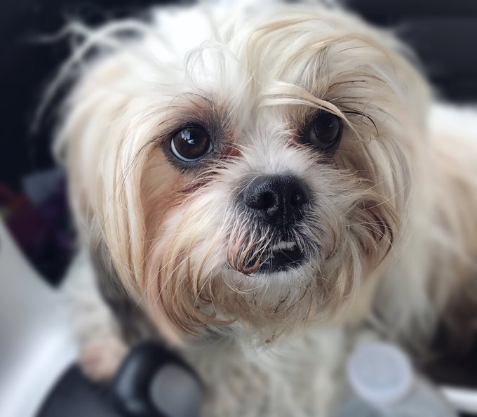 This face tho 😩💘#AdoptDontShop https://t.co/ubQRUmtx29<a href="/tag/adoptdontshop"class="tags">#AdoptDontShop</a>