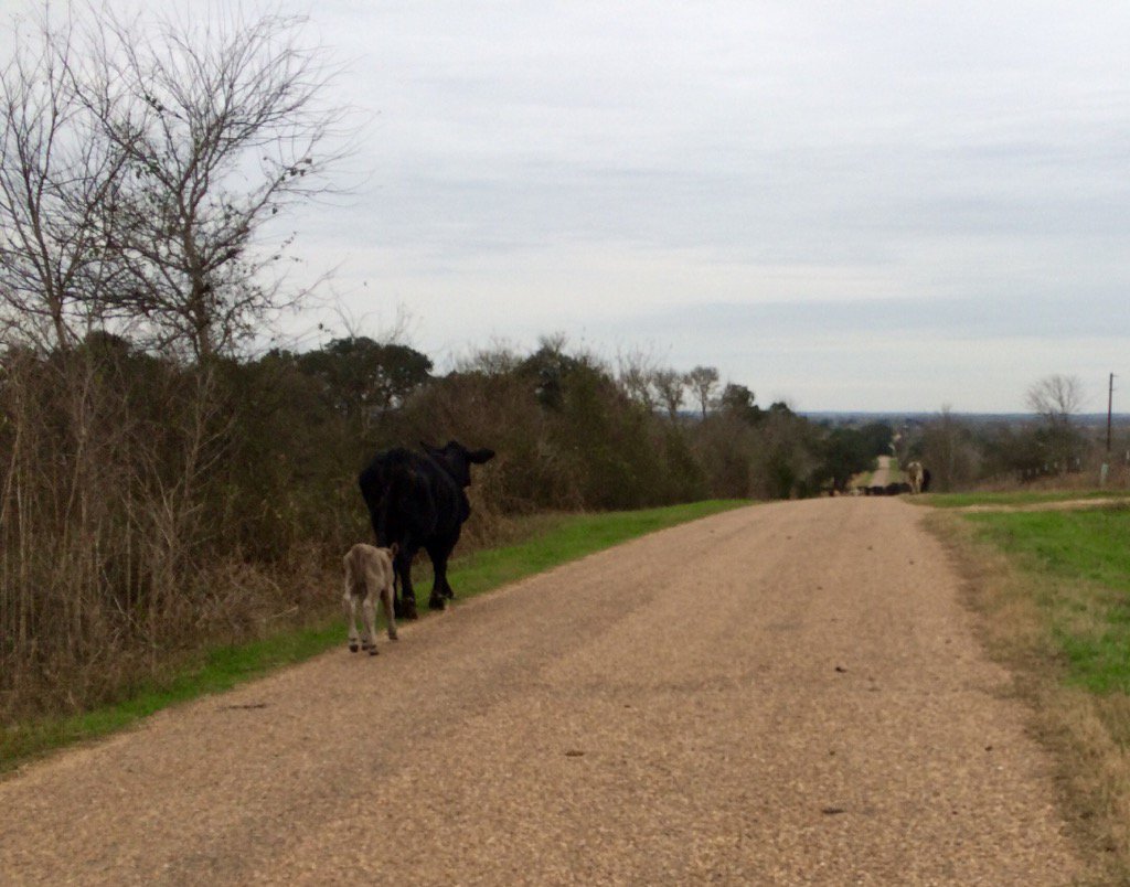 GHajovsky's tweet photo. Bringing up the rear on the cattle drive today ! Little guy made it all the way. #txag #ag365 #youcanmakeit https://t.co/dXDdDZG8jd