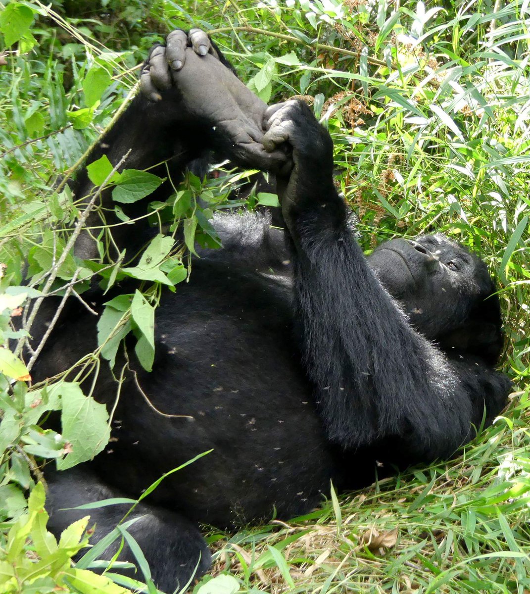 #knowMyCountryUganda,The most exciting moments for these guys when they saw#moutaingorillas.
kidewilstours.com
@Trail_chimps