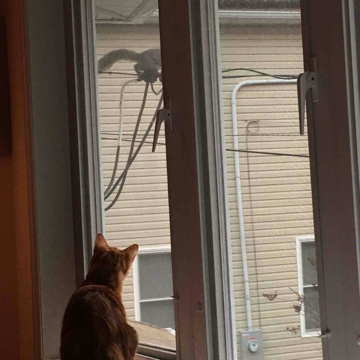 LukePurry's tweet photo. No doubt. I wanted to wreck that squirrel. https://t.co/rQbhfSvLlk