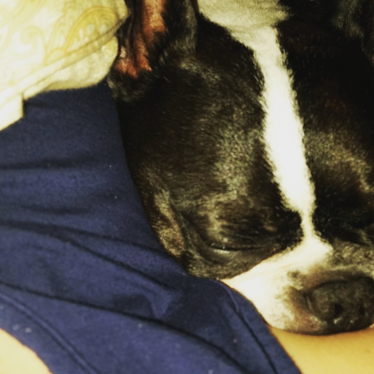 Insurance_Ash's tweet photo. My sweet cuddle bug!
#BostonTerrier #Doggies #DogLife #TuxedoDog #Love #Dog #HisHers #Family #Morins https://t.co/CLOXFdKpj0