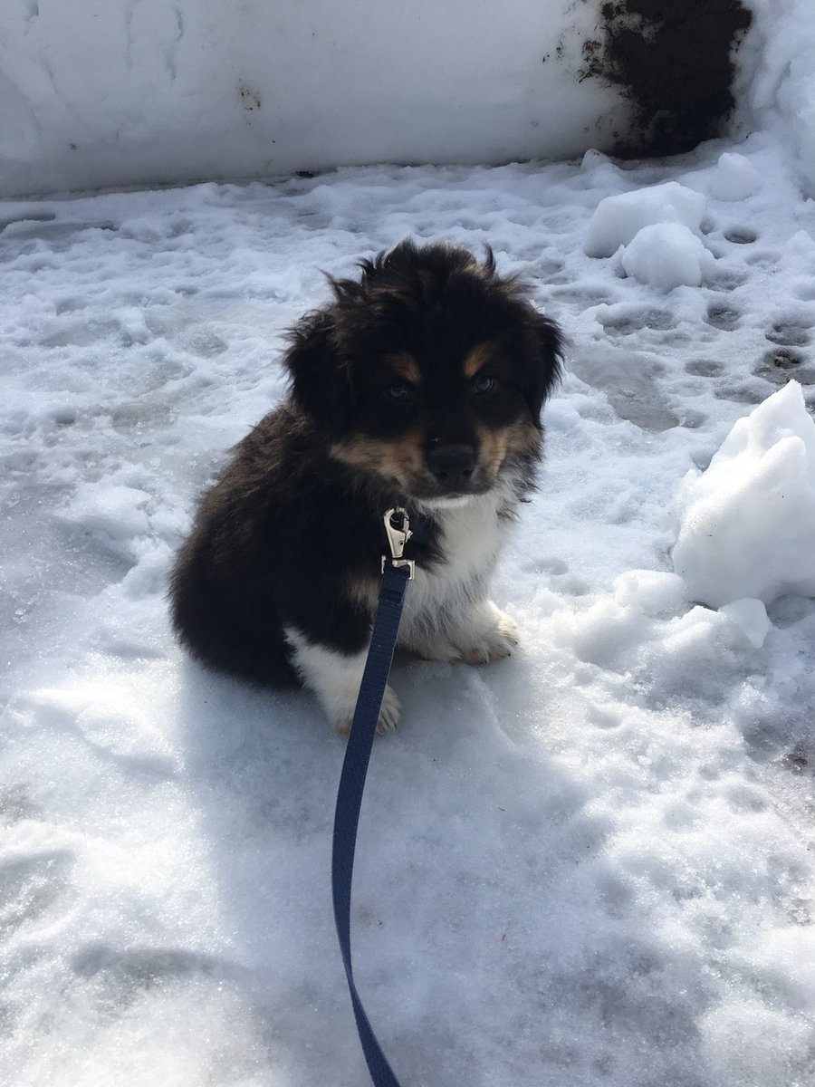 jacquelynn_19's tweet photo. Snow daze ❄️ https://t.co/A1cUbriTH1