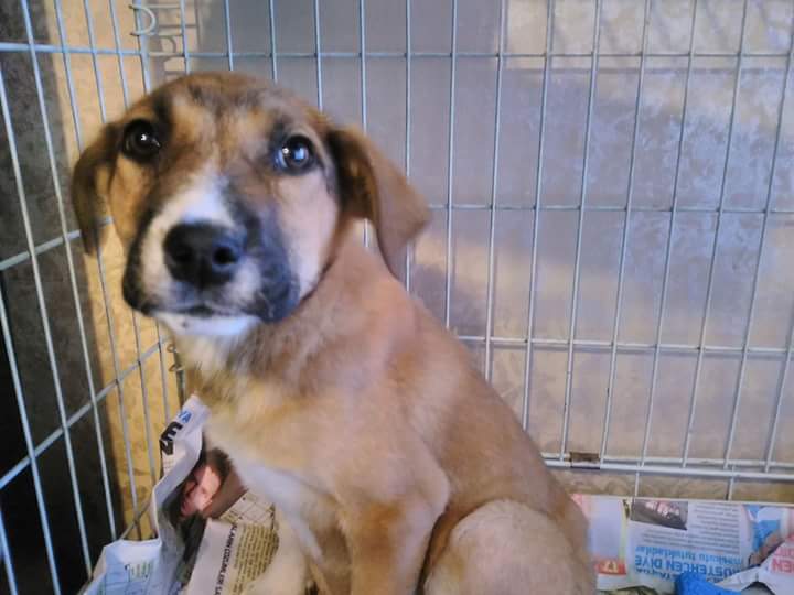 Elvan Karakimseli (elvosh) Twitter