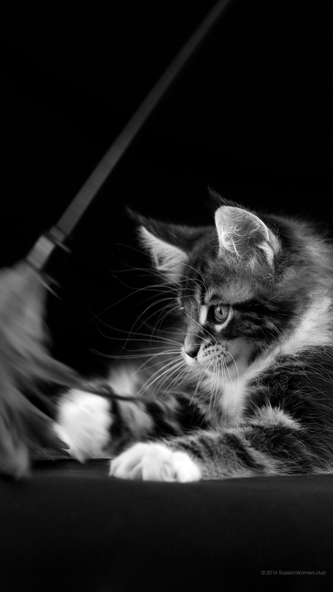 猫派の縦画 待ち受け画像 on X: 猫派の縦画 待ち受け画像 on X: