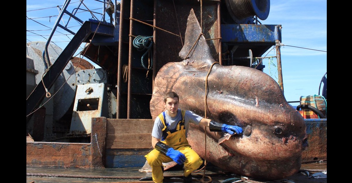 Solarium1101's tweet photo. My new fav Twitter account: Russian deep-sea fisherman who’s posting his most nightmarish catches for all to see https://t.co/Xaj3wokls5 https://t.co/YkJNtLMxDV