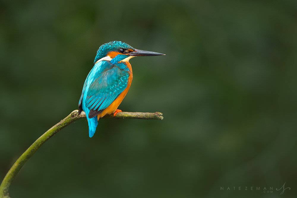 natezemanphoto's tweet photo. My luck with kingfishers over the years has been pretty much non-existent. Glad that finally changed!

https://t.co/I6ekVoY6Wq #photography https://t.co/czzbNoOdDz