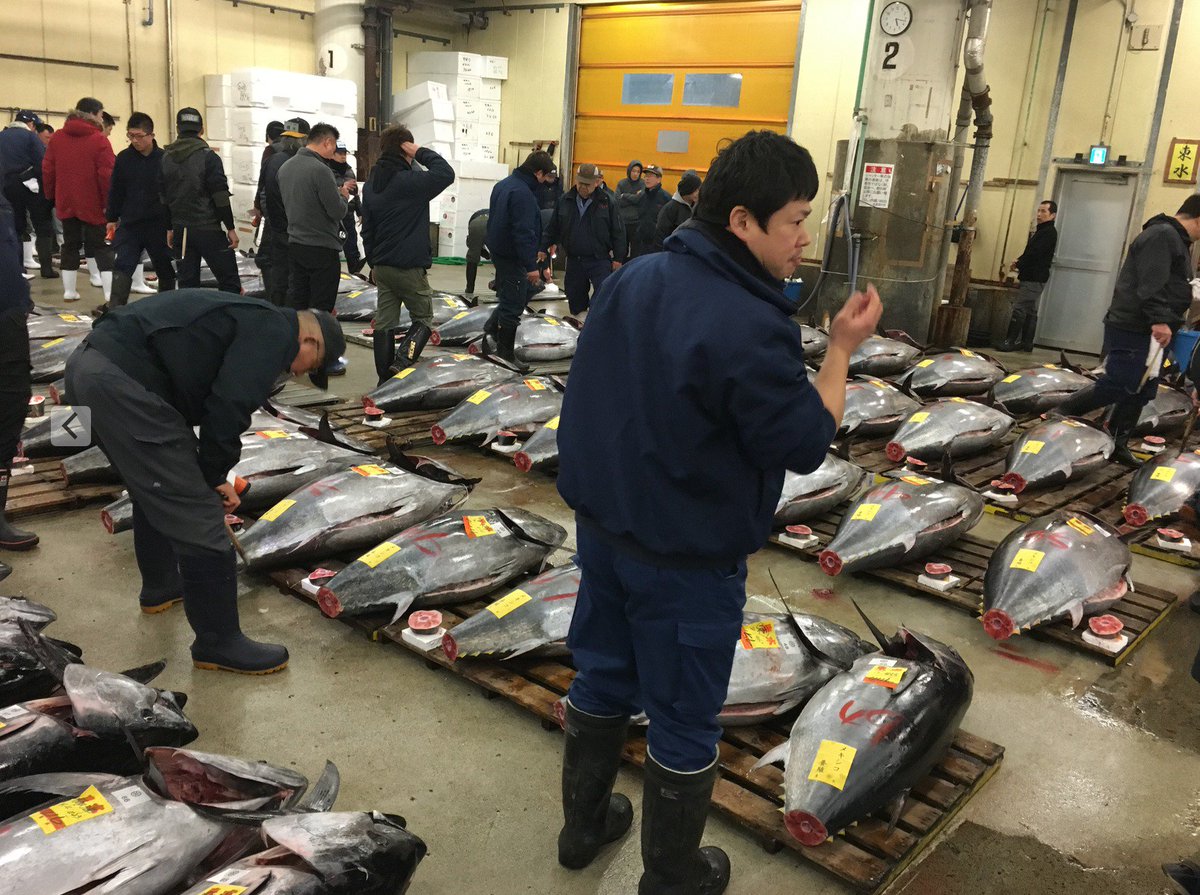YummyJpn's tweet photo. 2nd Most Expensive Tuna ever was bought this morning at 1st Auction of the year in Tsukiji by Sushi Zanmai owner for 74.2 million yen! https://t.co/xSyBndDzBe