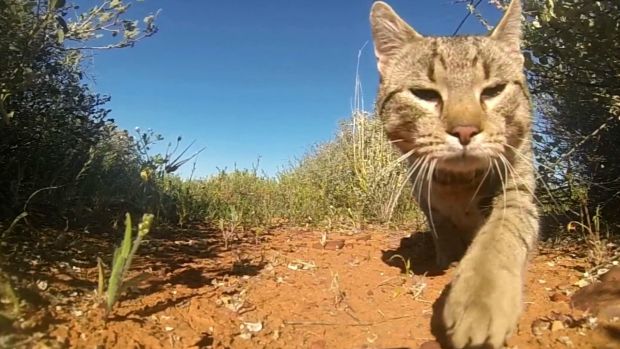 'Cats are quite unusual predators, they become specialised with certain prey' @SarahMLegge 2.1-6.3m cats, big impact smh.com.au/queensland/aus…