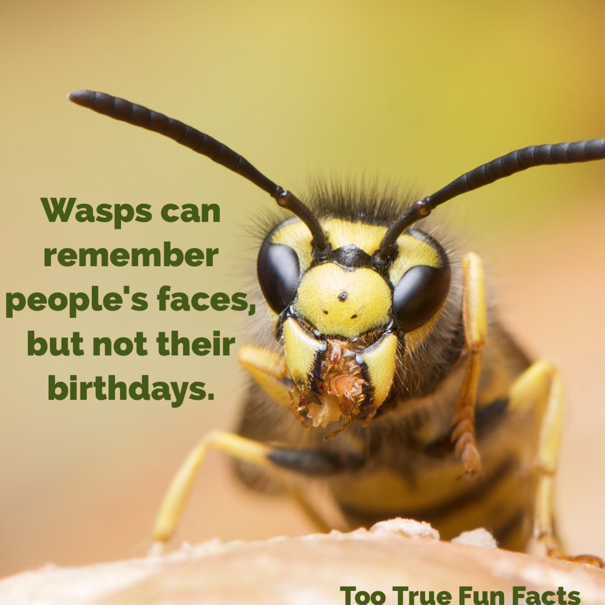 Interesting facts about insects. Amazing insects Interesting facts about insects. Amazing insects