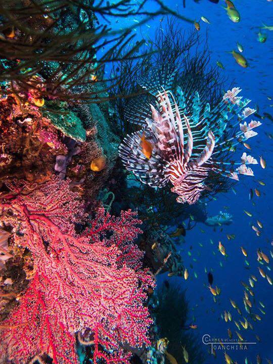 Explore incredible marine life at dive site, Wompas in Milne Bay on your next holiday. #VisitPNG
Photo credit: Carmen Toanchina <a href="/CampWatch/">Manta Watch Camp</a>