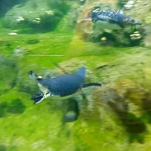 Ever seen a Penguin bonjoro? Well here's your first one from <a href="/tarongazoo/">Taronga Zoo</a>! 

buff.ly/2icXCUE

#penguins